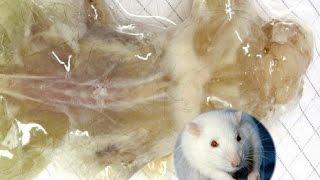 12 Transparent Animals You Won’t Believe Exist