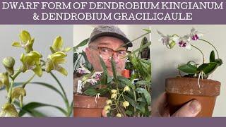 The dwarf form of Dendrobium kingianum!