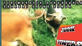 sapi kawin sapi jantan (B) vs anak sapi (K) sampai tersimpuh sakit