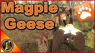 NEW Magpie Geese Hunting | theHunter Classic 2018