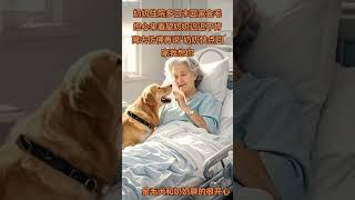 Grandma has been hospitalized for many days and has not returned home. The golden retriever is worri