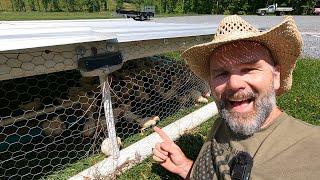 How to get started raising chickens on pasture!