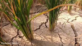 Go Pro Fishing Catch Fish in Hole on Rice Filed Dry Season