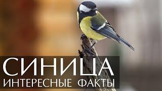 Синица - интересные факты