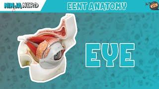 Special Senses | Eye Anatomy with Extraocular Muscles | Model