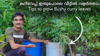 കറിവേപ്പ് ഇനി കാട് പോലെ വീട്ടിൽ വളർത്താം | Tips to grow Bushy curry leaves at home