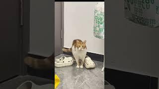 Funny pets #FunnyPets #funnycats #youtubeshorts #youtubeshortskids #Cutecats #.ne, #.ne,ijhnc #ijhn