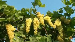 Famous grapes farming in westbengal and bangladesh by #homegardening