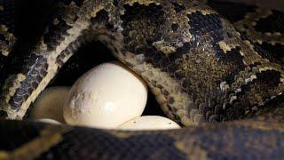 African Rock Python Lays Massive Clutch of Eggs