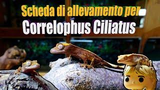 Correlophus Ciliatus Scheda di Allevamento - tutorial - rettile - Bassi Garden