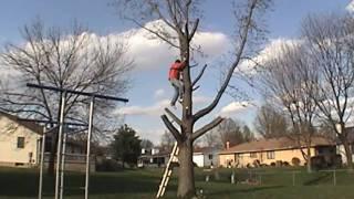 DIY Tree Removal - How to Cut Down a Tree