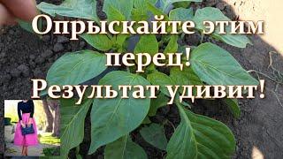 Так мало кто делает когда перец плохо цветет и не завязывается.Как заставить цвести сладкий перец