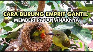 Anak Burung Emprit Gantil