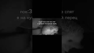 ...... #ёжик #мем #мемы #shortsvideo #tiktok