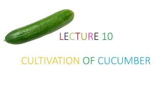 #HORT211 Lecture 10 Cultivation Of Cucumber