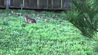 Beagle chases a rabbit