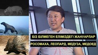 Мәссаған! Қазақстанда РОСОМАХА, ЛЕОПАРД, МЕДУЗА, ДИКОБРАЗ, МЕДОЕД бар. Сәкен Ділдаxметпен сұхбат