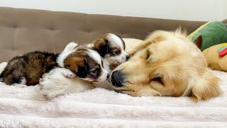 Adorable Puppies Express Their Love for the Golden Retriever! [Cuteness Overload]