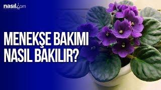 Menekşe Bakımı Nasıl Yapılır? | Nasil.com