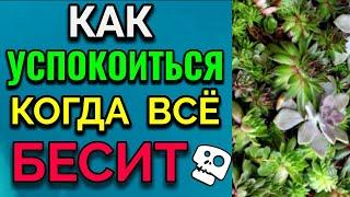 Как успокоиться, когда всё бесит / ПРО ЖИЗНЬ / Как я похудела на 94 кг и укрепила здоровье