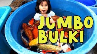 JUMBO , PUNUK , BULKI !!! | Dua Putri Koi | 03-07-2024