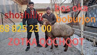 BOBURJON VA OBOS OKA QŎCHQORLAR SOTILADI 88 825 23 00 DEQON SHOSHILAMIZ