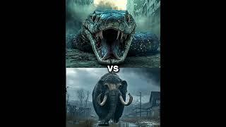 Mammoth vs Anaconda vs White Animals Battle (black panther, Tiger, bear, dainasour, king kong T rex)