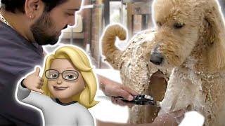 Bathing a Goldendoodle with Anthony from Grooming by Rudy