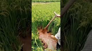 Mengeringkan Sawah Pada Tahap Matang Membantu Meningkatkan Hasil Lebih Tinggi #memuaskan #shortsvideo