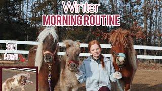 Winter morning routine with 3 ponies