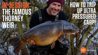 How to trip-up ultra pressured carp! | Adam Penning | Thorny Weir