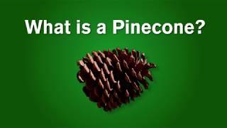 What is a Pinecone?
