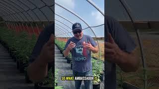 Remo Farms Hemp Project!