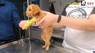 Paralyzed Poodle puppy from accident walks again  Animals vet clinic