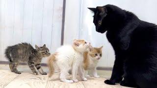 先住猫に挨拶へ行くも毛を逆立ててシャーしちゃう子猫たち【花男兄妹#3】Kittens that intimidate their older cats.