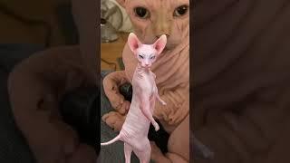 Dancing Sphynx Returns!