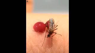 मच्छर का जन्म कैसे होता है..? 3 Amezing Facts. #shorts #animals #viral