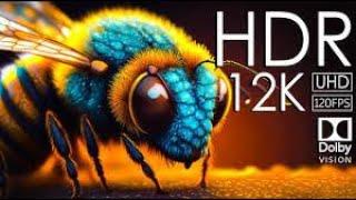 8K ULTRA HD 4320p 30fps AV1 128kbit AAC 8K Insect LIFE   Top 100 Insect Beautiful in