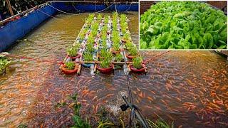 Awesome Aquaponic Systems for Raising Red Tilapia and Growing Mustard Green, Water Spinach (Part 1)