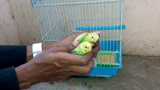 BEST Carrying Cage for Birds || Bird Aviaries || Bird Transport Cage || Small Bird Cage