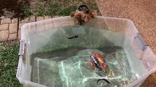 Yorkie VS. Robotic Fishing Lure!