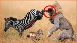 Top 15 Epic Battles Between Wild Animals | Wildlife Wonders