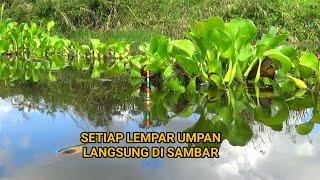 inilah Surga Tersembunyi di Balik Eceng Gondok tempat berkumpulnya ikan besar