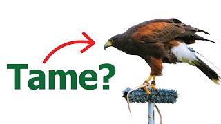 How To Tame a HAWK in real life | How to man your hawk | Operant conditioning