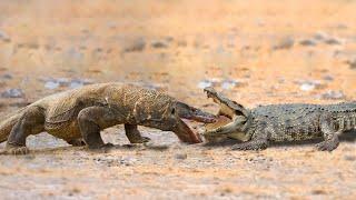 Crocodile Attacks Komodo Dragon To The Last Breath