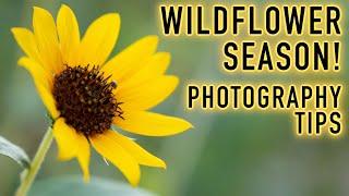 How to Photograph Wildflowers with ANY Camera - My Best Tips