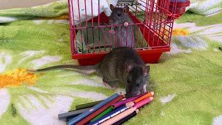 Крысята точат карандаши. #animal #животные #rat #крысы #крысята