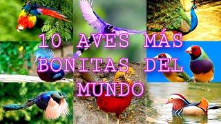 10 AVES MÁS BONITAS DEL MUNDO.