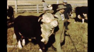 1949, Bull auction Williams Lake, BC