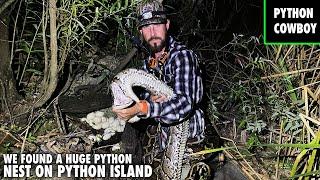 We Found The Biggest Python Nest With Over 45 Eggs On Python Island